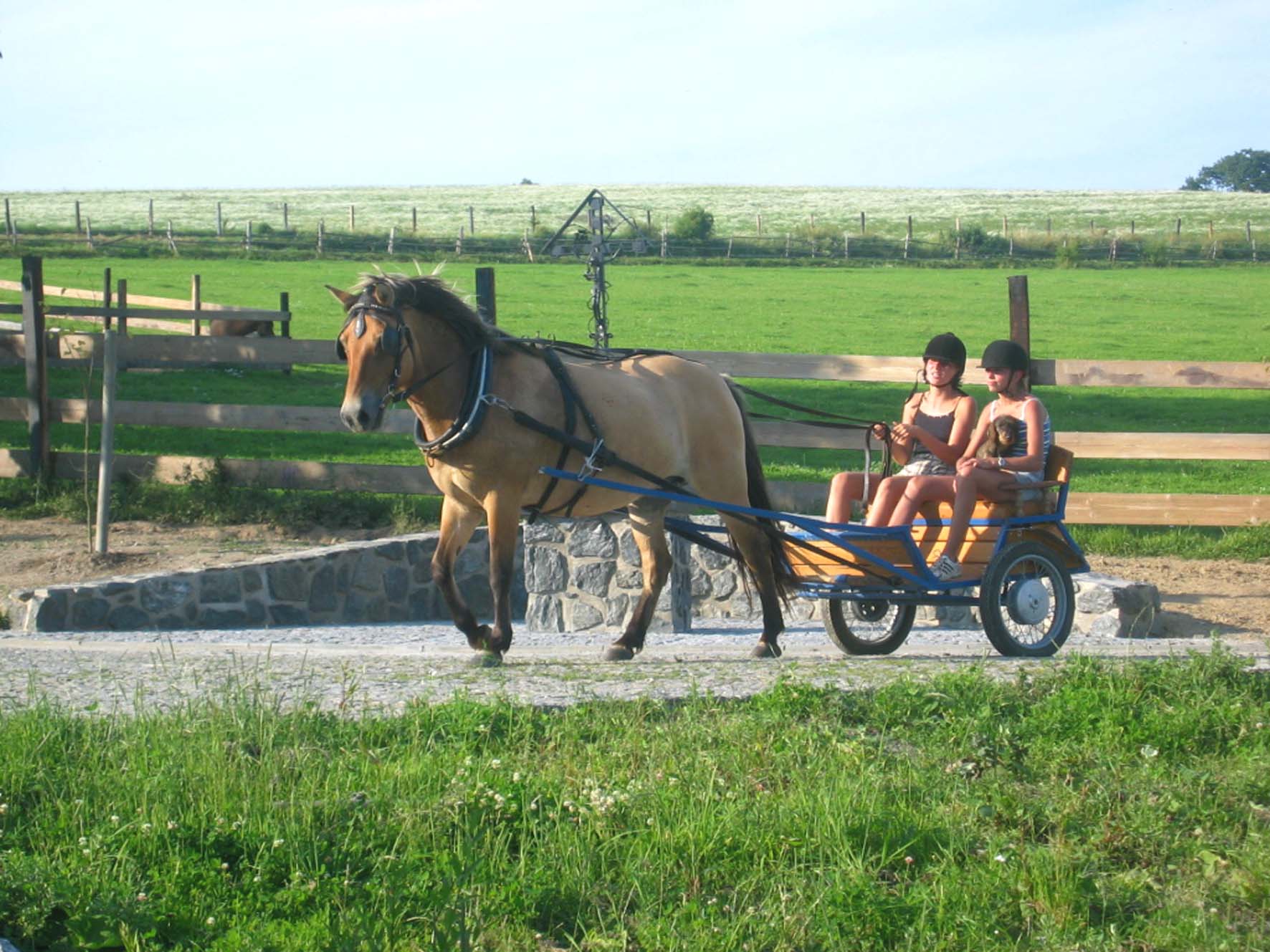 v lete v sulce (kobylka Luneta)